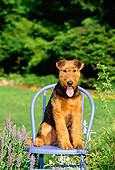 PUP 14 CE0019 01
Airedale Terrier Puppy Sitting On Blue Chair By Flowers Grass Trees