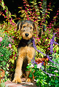 PUP 14 CE0021 01
Airedale Terrier Puppy Sitting On Brick Wall By Flowers