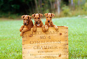 PUP 14 CE0025 01
Three Irish Terrier Puppies Sitting In Wooden Box On Grass