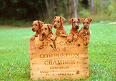 PUP 14 CE0026 01
Five Irish Terrier Puppies Sitting In Wooden Box On Grass
