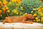 PUP 14 CE0027 01
Irish Terrier Puppy Laying In Planter Sniffing Flowers
