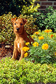 PUP 14 CE0028 01
Irish Terrier Puppy Sitting In Planter By Orange Flowers