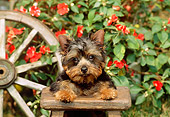 PUP 14 CE0029 01
Yorkshire Terrier Puppy Laying On Wooden Stool By Wagon Wheel Flowers