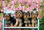 PUP 14 CE0031 01
Four Yorkshire Terrier Puppies Sitting On Blue Bench By Pink Flowers