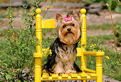 PUP 14 CE0033 01
Yorkshire Terrier Puppy Sitting On Yellow Chair By Flowers