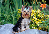 PUP 14 CE0040 01
Yorkshire Terrier Puppy Sitting On Boulder By Shrubs Flowers