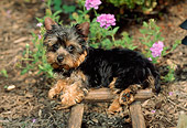 PUP 14 CE0043 01
Yorkshire Terrier Puppy Laying On Wooden Stool By Flowers