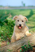 PUP 14 CE0044 01
Glen Of Imaal Terrier Stepping On Log By Field