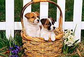 PUP 14 CE0045 01
Two Jack Russell Terrier Puppies Sitting In Basket By Flowers Picket Fence