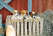 PUP 14 CE0046 01
Three Jack Russell Terrier Puppies Standing In Crate By Boathouse Net Buoy