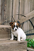 PUP 14 CE0047 01
Jack Russell Terrier Puppy Sitting On Step By Barn And Plow
