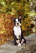 PUP 14 CE0051 01
Boston Terrier Puppy Sitting On Stone Wall By Shrubs Trees Autumn