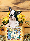 PUP 14 CE0052 01
Boston Terrier Puppy Sitting In Box With Yellow Flowers In Barn