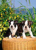 PUP 14 CE0054 01
Two Boston Terrier Puppies Sitting On Wicker Stool By Yellow Flowers Ocean Blue Sky