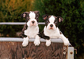 PUP 14 CE0055 01
Two Boston Terrier Puppies Sitting In Cart