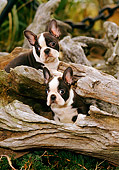 PUP 14 CE0056 01
Two Boston Terrier Puppies Sitting In Driftwood Log