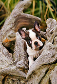 PUP 14 CE0057 01
Boston Terrier Puppy Sitting In Driftwood Log