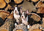 PUP 14 CE0058 01
Two Boston Terrier Puppies Sitting On Woodpile