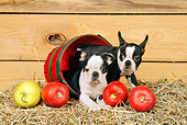PUP 14 CE0059 01
Two Boston Terrier Puppies Laying In Basket By Apples