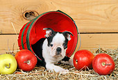 PUP 14 CE0060 01
Boston Terrier Puppy Laying In Basket By Apples