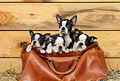 PUP 14 CE0061 01
Four Boston Terrier Puppies Sitting In Leather Doctor Bag In Barn