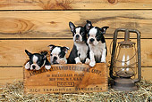 PUP 14 CE0062 01
Four Boston Terrier Puppies Sitting In Wooden Box By Lantern In Barn
