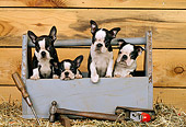 PUP 14 CE0063 01
Four Boston Terrier Puppies Sitting In Blue Toolbox By Tools In Barn