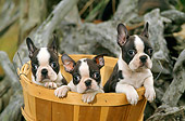 PUP 14 CE0064 01
Three Boston Terrier Puppies Sitting In Basket By Driftwood Log