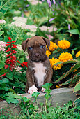 PUP 14 CE0066 01
American Pit Bull Terrier Puppy Stepping On Garden Wall By Flowers