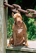 PUP 14 CE0067 01
American Pit Bull Terrier Puppy Sitting On Dock By Rusty Chain