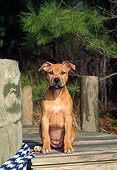 PUP 14 CE0068 01
American Pit Bull Terrier Puppy Sitting On Dock By Pine Trees