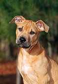PUP 14 CE0069 01
Shoulder Shot Of American Pit Bull Terrier Puppy Sitting By Pine Trees