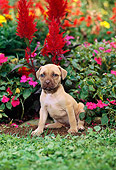 PUP 14 CE0070 01
American Pit Bull Terrier Puppy Sitting In Flower Garden
