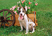 PUP 14 CE0071 01
American Pit Bull Terrier Puppy Sitting By Flower Cart And Wagon Wheel