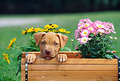 PUP 14 CE0072 01
American Pit Bull Terrier Puppy Peeking Out Of Flower Cart