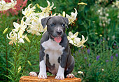 PUP 14 CE0075 01
American Pit Bull Terrier Puppy Sitting On Basket By Flowers