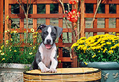 PUP 14 CE0076 01
American Pit Bull Terrier Puppy Stepping On Basket By Flowers