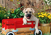 PUP 14 CE0077 01
American Pit Bull Terrier Puppy Sitting In Wagon By Flowers