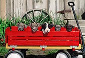 PUP 14 CE0078 01
American Pit Bull Terrier Puppies Sitting In Wagon By Barn And Wagon Wheel