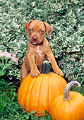 PUP 14 CE0080 01
American Pit Bull Terrier Puppy Stepping On Pumpkin By Shrubs