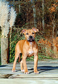 PUP 14 CE0081 01
American Pit Bull Terrier Puppy Standing On Dock By Tall Grass And Trees