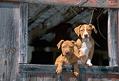 PUP 14 CE0082 01
American Pit Bull Terrier Puppies Standing At Barn Window