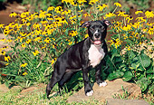 PUP 14 CE0083 01
American Pit Bull Terrier Puppy Stepping On Rock By Yellow Flowers