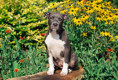 PUP 14 CE0084 01
American Pit Bull Terrier Puppy Sitting On Bench By Yellow Flowers