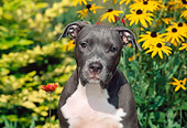 PUP 14 CE0085 01
Head On Shoulder Shot Of American Pit Bull Terrier Puppy Sitting By Yellow Flowers