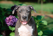 PUP 14 CE0086 01
Head On Shoulder Shot Of American Pit Bull Terrier Puppy Sitting By Purple Flowers