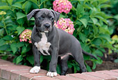 PUP 14 CE0087 01
American Pit Bull Terrier Puppy Stepping On Brick Wall By Pink Flowers