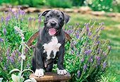 PUP 14 CE0088 01
American Pit Bull Terrier Puppy Stepping On Stool By Purple Flowers