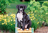 PUP 14 CE0089 01
American Pit Bull Terrier Puppy Sitting On Chair By Yellow Flowers