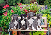 PUP 14 CE0090 01
Four American Pit Bull Terrier Puppies Sitting On Bench By Flowers